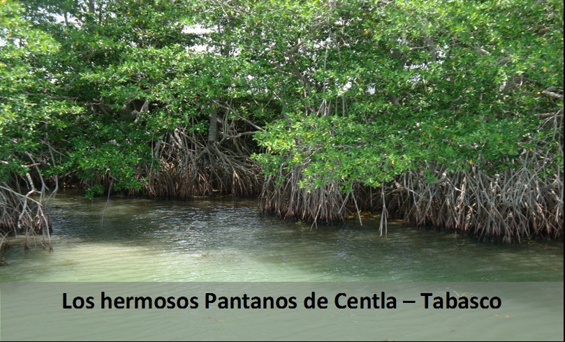 Los hermosos Pantanos de Centla Tabasco Los 10 Destinos Ecoturísticos más Visitados de México