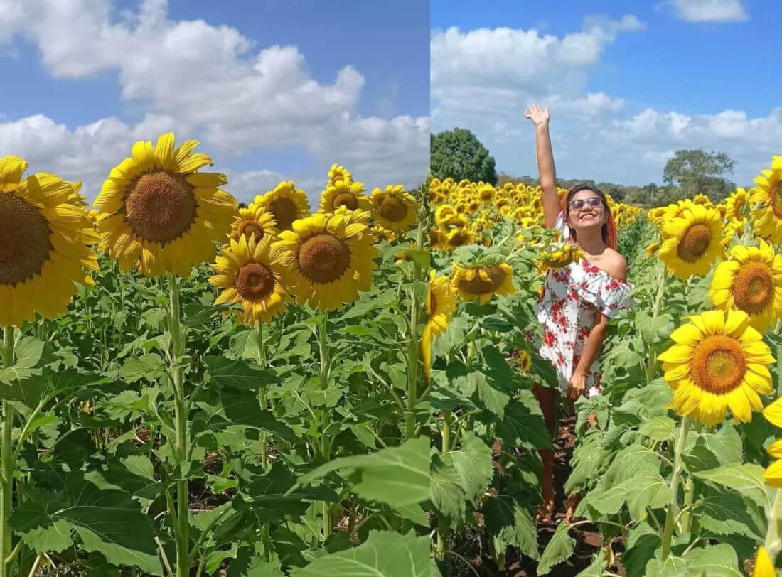 girasoles bacalar Campo de Girasoles en Bacalar: Cómo llegar, Qué hacer y más